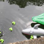 Ducks are attacked by the "Canaligator"
